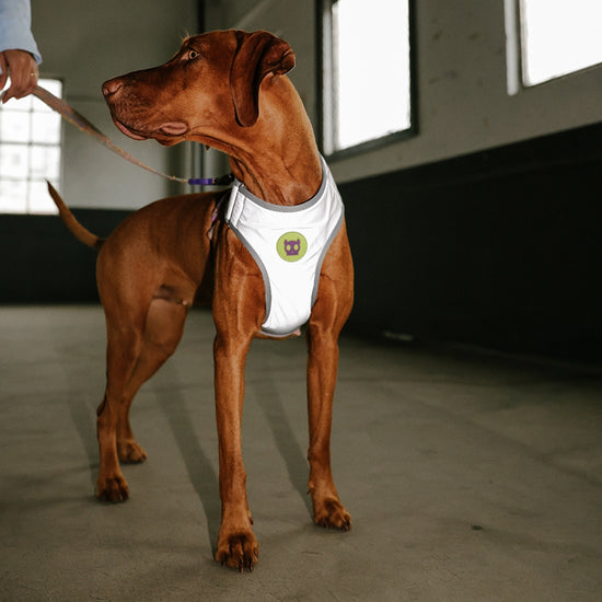 Zee Dog UFO Air Mesh Harness