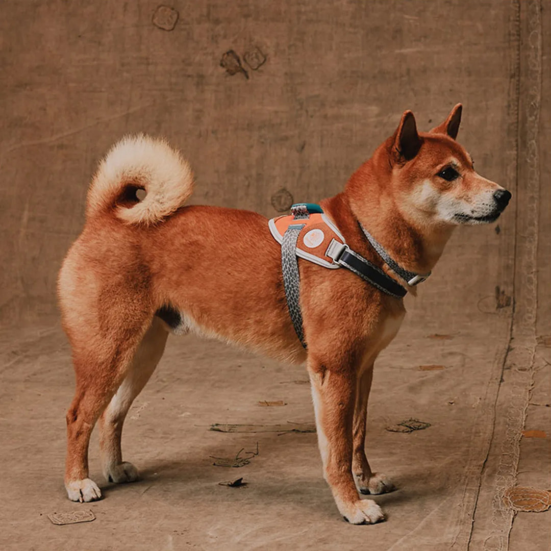 Zee Dog Reebok Suede Fly Dog Harness