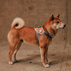 Zee Dog Reebok Suede Fly Dog Harness