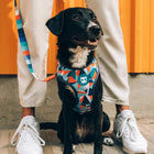 Zee Dog Ella Air Mesh Plus Dog Harness - Zigly