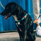 Zee Dog Ella Dog H-Harness - Zigly