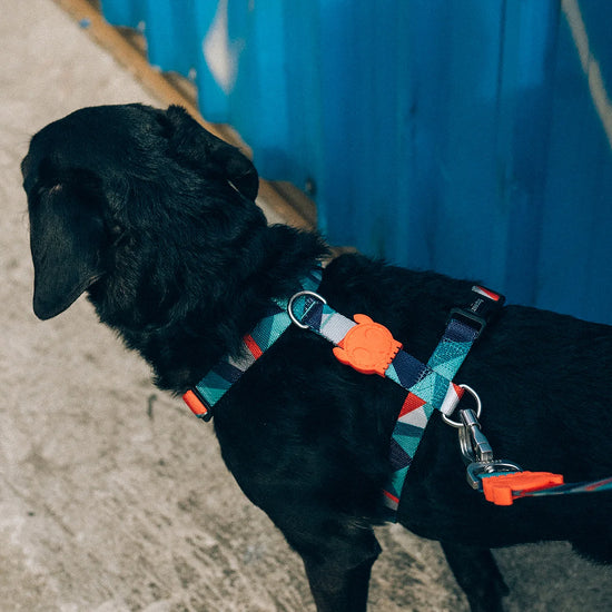 zee-dog-ella-dog-h-harness