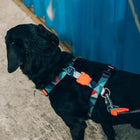 Zee Dog Ella Dog H-Harness - Zigly
