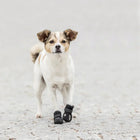 Trixie Walker Active Protective Boots 2 Pcs Black - Zigly