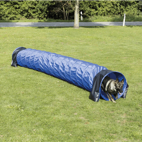 German shepherd dog exiting blue agility tunnel on green grass outdoors zigly