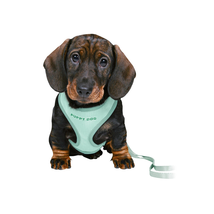 Trixie Junior Puppy Harness With Leash - S-M - 23-34 cm/8 mm - 2.00 m - Mint