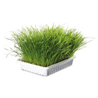 Trixie Soft Grass, Bowl for Cats