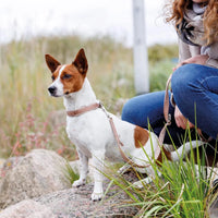 Trixie Premium Nylon Dog Collar Boho Diamond/Caramel