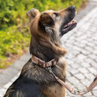 Trixie Premium Nylon Dog Collar Boho Diamond/Caramel