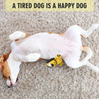 Fofos Latex Bi Squeaker Dog Toy - Zigly