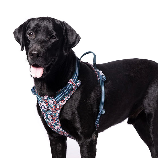 Truelove Floral No Pull Pet Harness - Navy Blazer