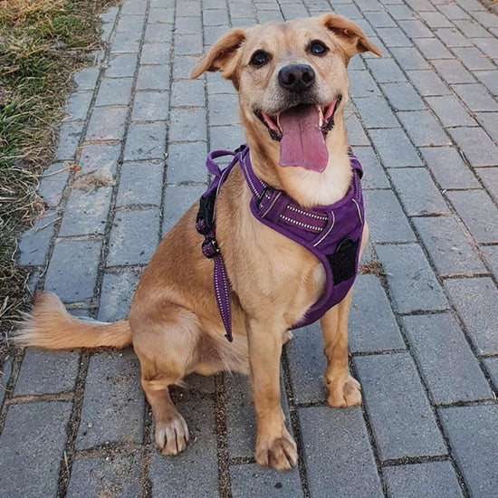 Truelove Classic Dog Harness - Red