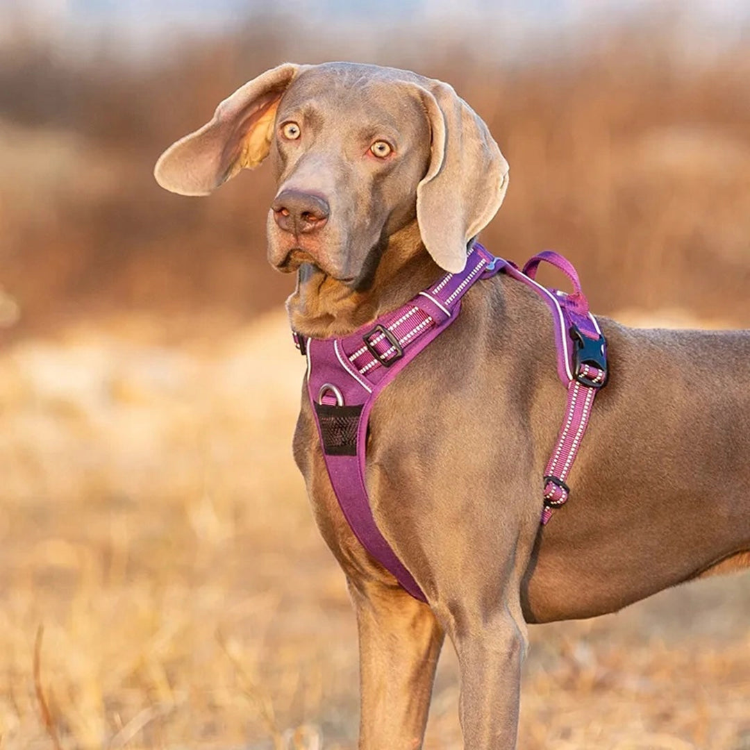 Truelove Classic Harness - Purple