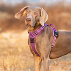 Truelove Classic No-Choke Padded Dog Harness with Control Handle (Purple)