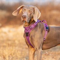 Truelove Classic Harness - Royal Blue