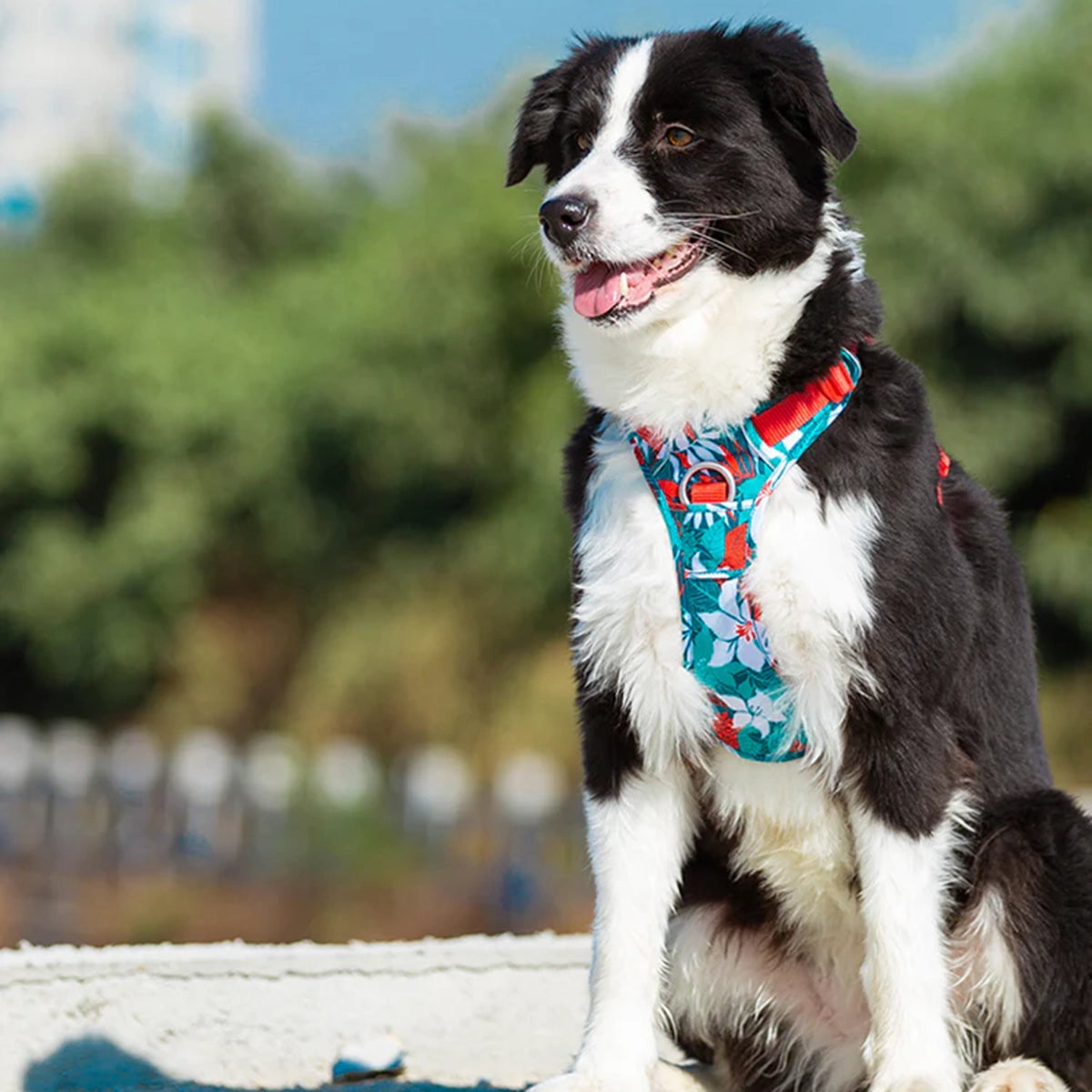 Truelove No-Pull Special Edition Harness - Camouflage Blue