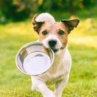Durapet Steel Bowl with Silicone Bonding at Bottom For Dog - 3700ml
