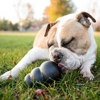 Kong Extreme Interactive Dog Chew Toy Black - Small