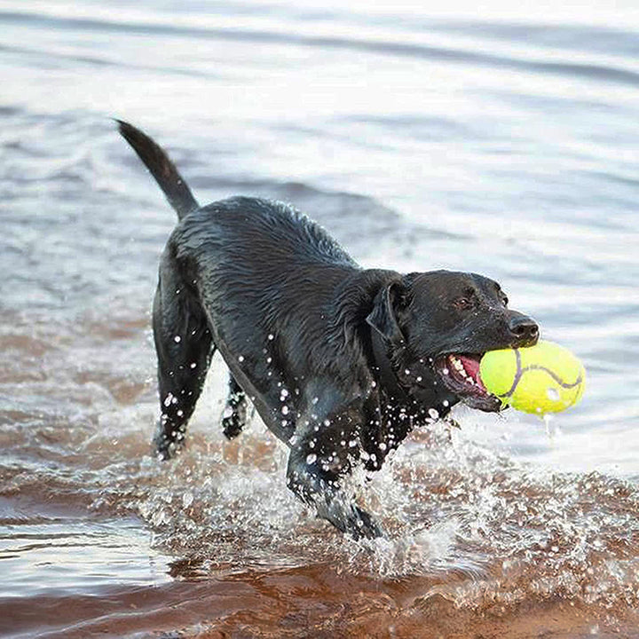 Kong AirDog Football Squeaker Toy