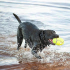 Kong AirDog Football Squeaker Toy - Zigly