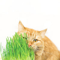 M-Pets Cat Grow Grass