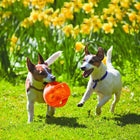 Kong Jumbler Ball Dog Toy  Large - Zigly