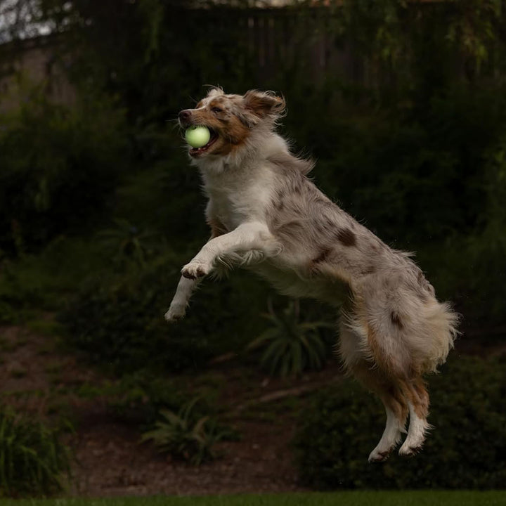 Petmate Chuckit! Max Glow in Dark Ball Fetch Dog Toy - Medium