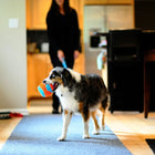 Petmate Chuckit! Indoor Ball Fetch Dog Toy - Zigly