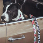 Zee Dog Mahalo Leash - Zigly