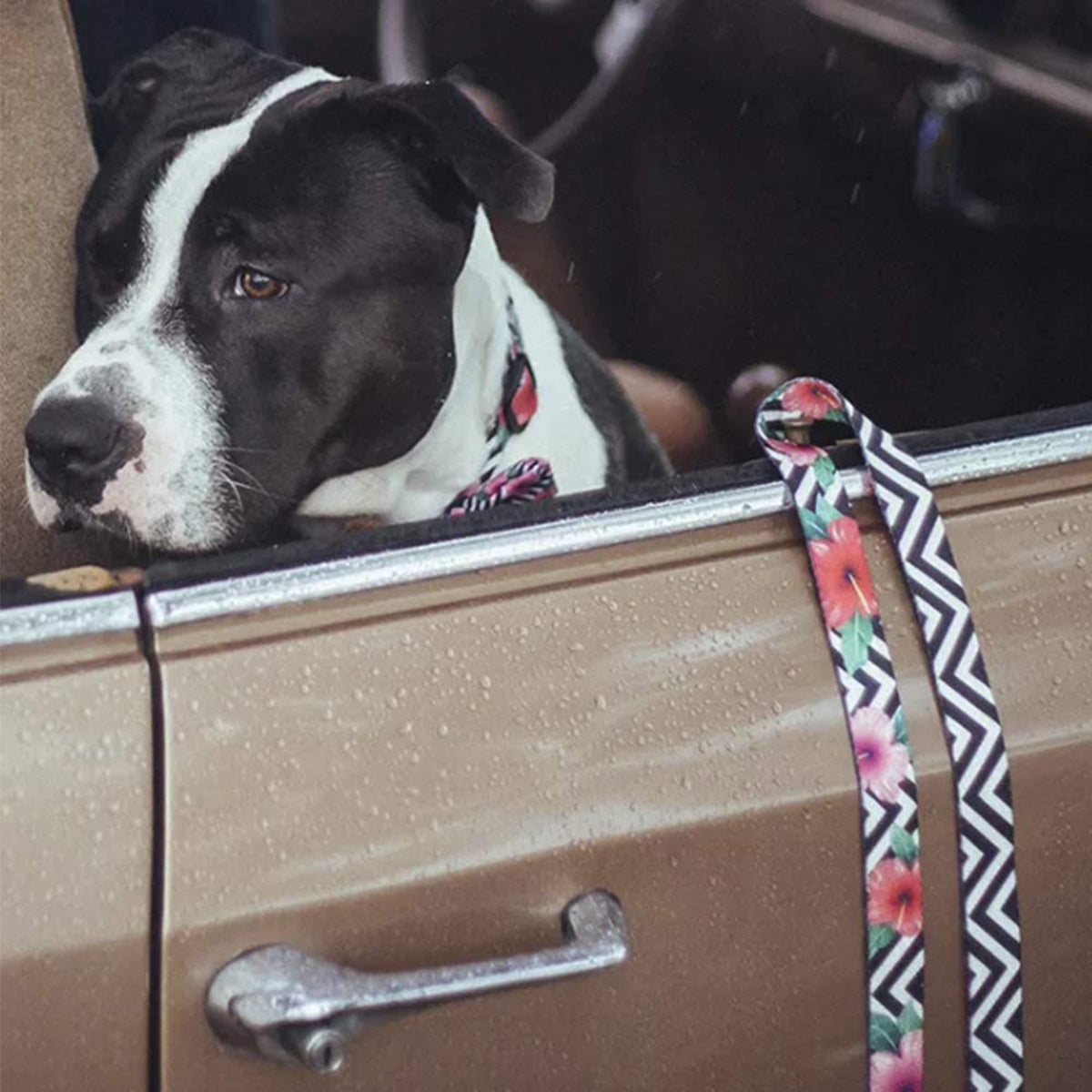 Zee Dog Mahalo Leash