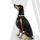 Zoomiez Solar Printed Dog Collar