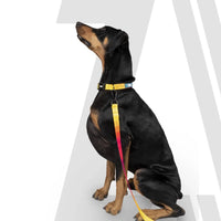 Zoomiez Solar Printed Dog Collar