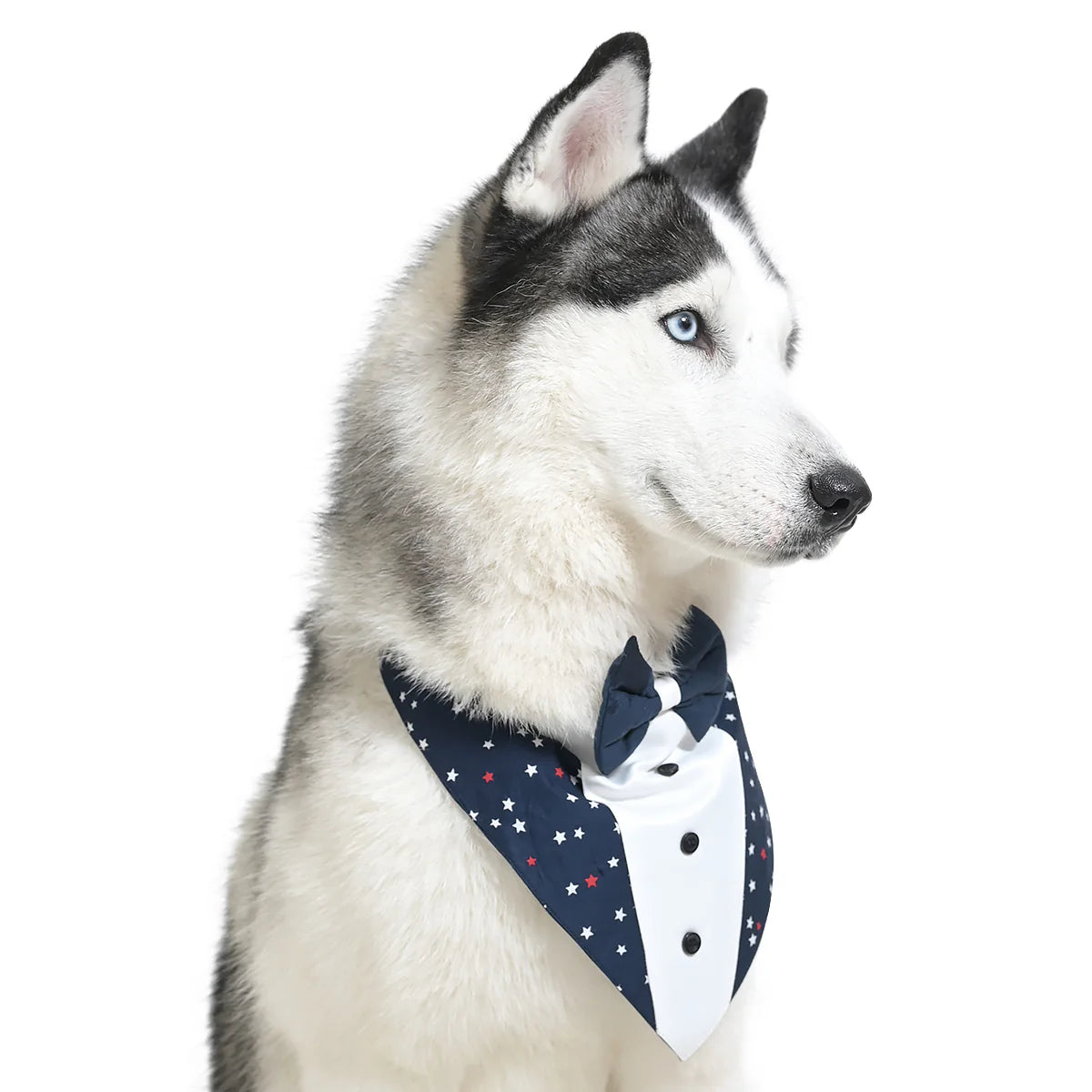 ZL Classic Starlit Sailor Dog Bandana-S-(30cm)