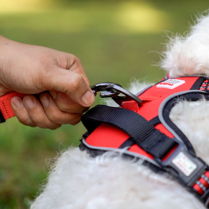 Zigly Lifestyle Scarlet Adjustable Padded Harness