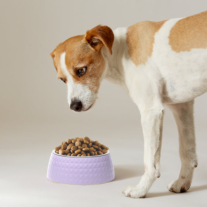 ZL Retro Pyramid Lavender Melamine Dog Bowl