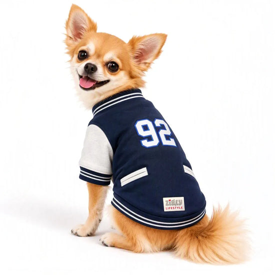 A small Chihuahua wearing a Zigly Lifestyle navy blue varsity jacket with number 92