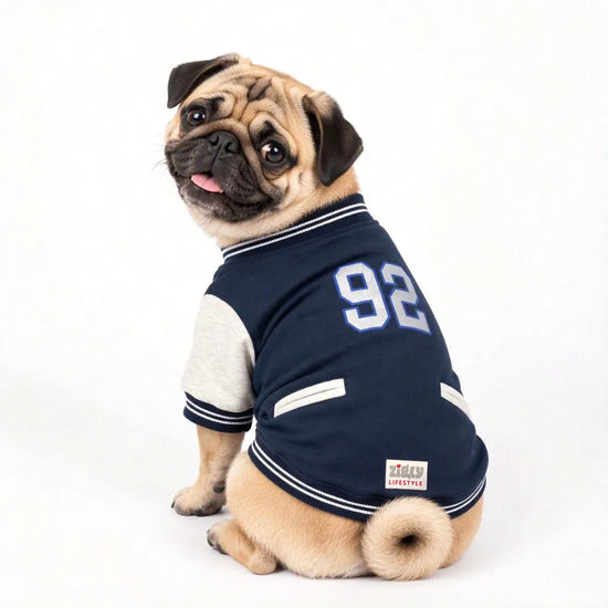 Zigly Lifestyle navy blue varsity jacket with number 92 worn by a pug dog.