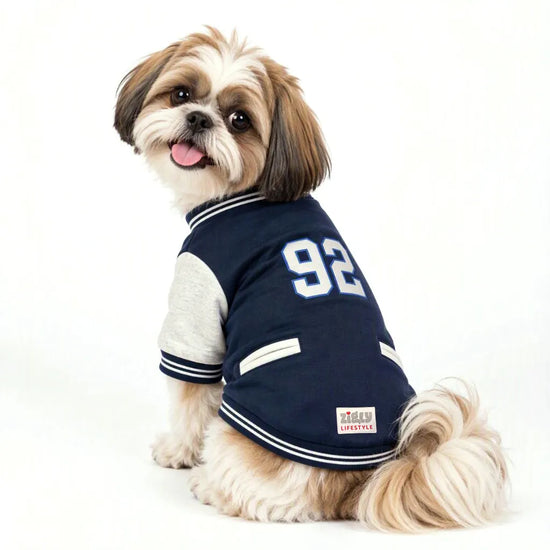 Small dog wearing a navy Zigly Lifestyle varsity jacket with number 92