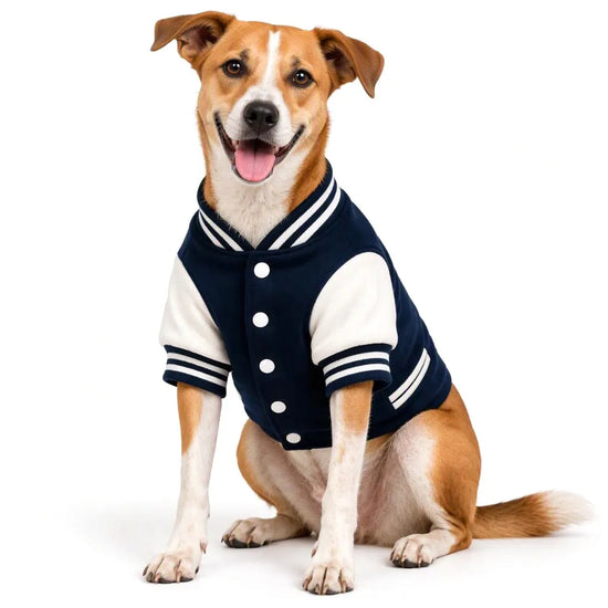Brown and white dog wearing a Zigly Lifestyle navy blue varsity jacket