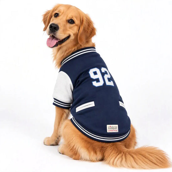 Golden Retriever wearing a Zigly Lifestyle navy blue varsity campus pup jacket with number 92