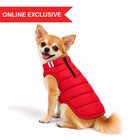 Chihuahua wearing a red Zigly Lifestyle Cozy Shield dog jacket, zigly
