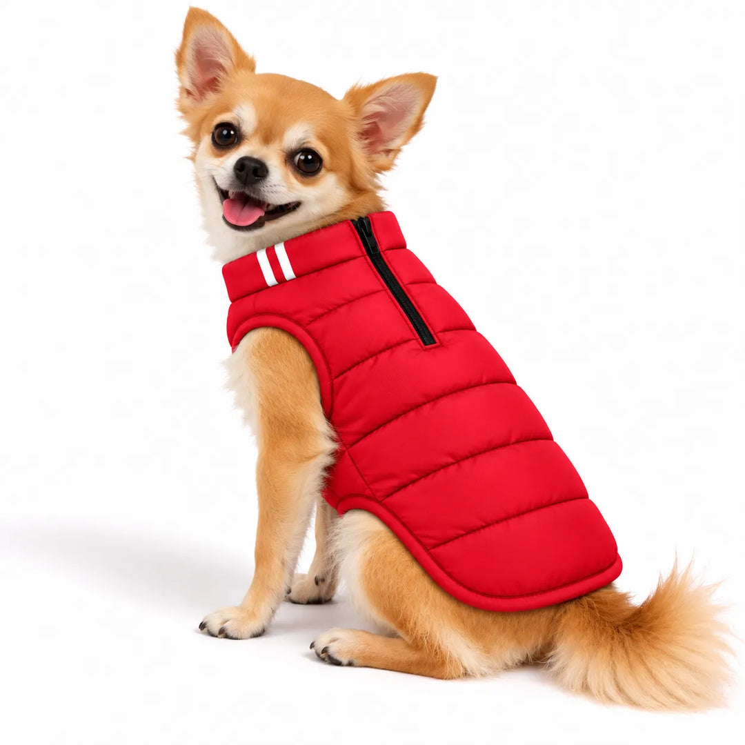 Zigly Lifestyle red ZL Cozy Shield quilted dog jacket on a small tan chihuahua.