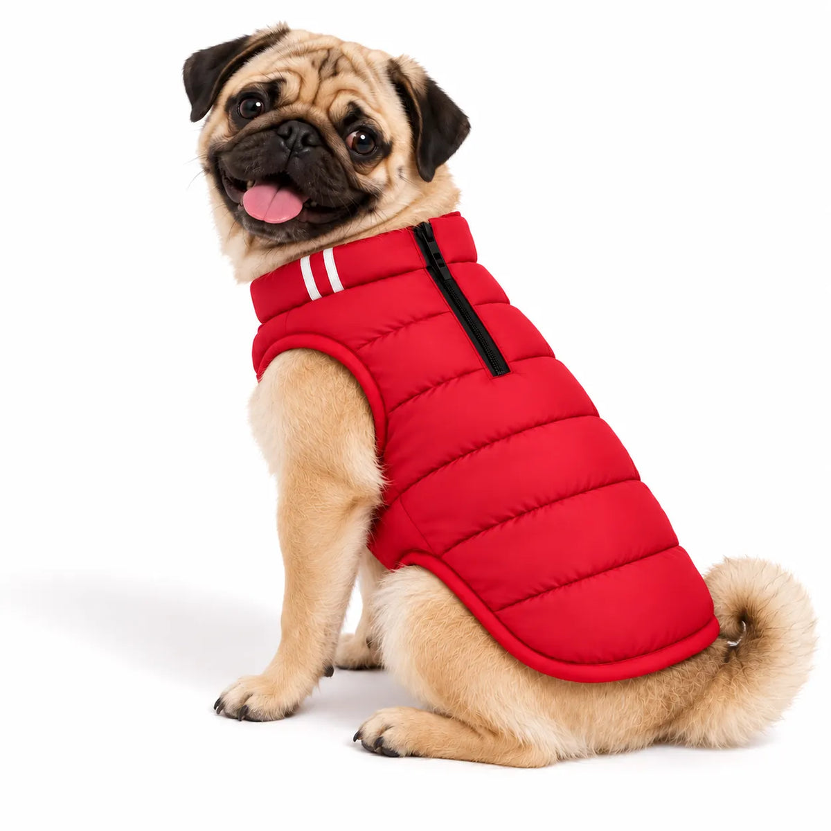 A pug dog wearing a red Zigly Lifestyle Cozy Shield jacket against a white background.