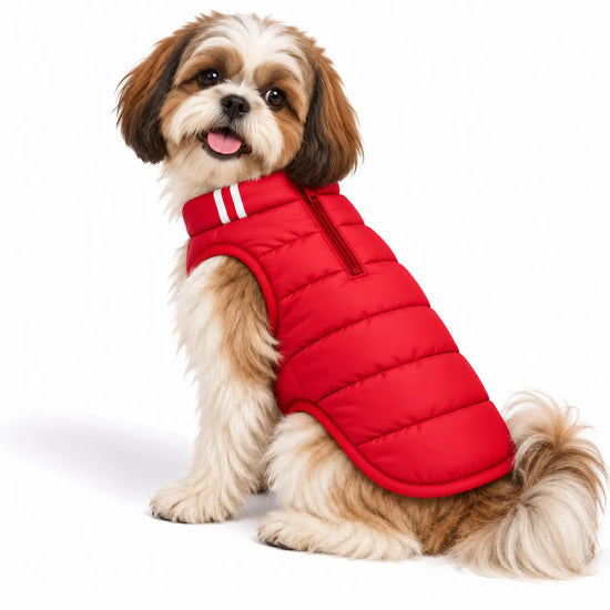 Small brown and white dog wearing a Zigly Lifestyle red ZL Cozy Shield dog jacket.