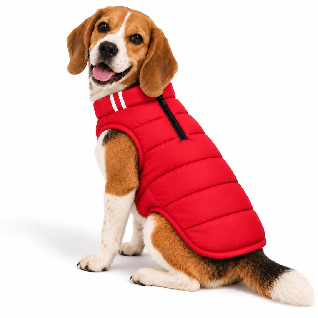 Beagle wearing a red Zigly Lifestyle Cozy Shield dog jacket