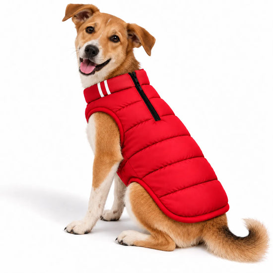 A dog wearing a red Zigly Lifestyle Cozy Shield dog jacket against a white background.