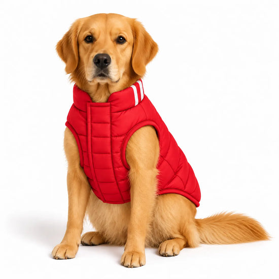 Golden Retriever wearing a red Zigly Lifestyle Cozy Shield dog jacket