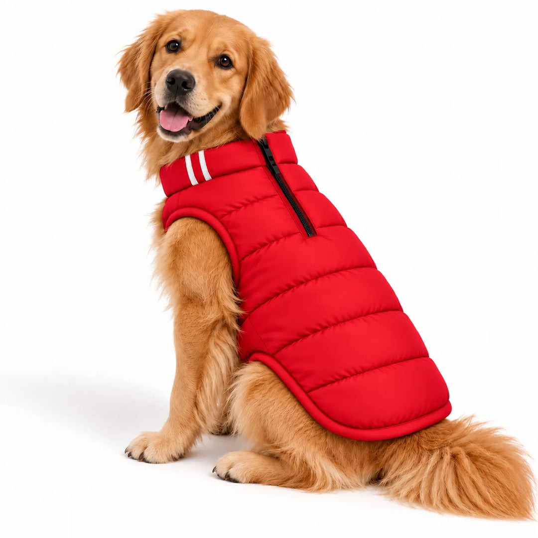 Zigly Lifestyle red ZL Cozy Shield quilted dog jacket on a golden retriever.