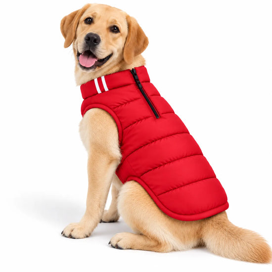 Zigly Lifestyle ZL Cozy Shield red quilted dog jacket on a golden retriever.