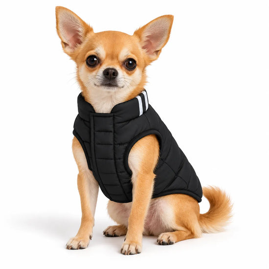 Small Chihuahua wearing a black Zigly Lifestyle trail buddy dog jacket.